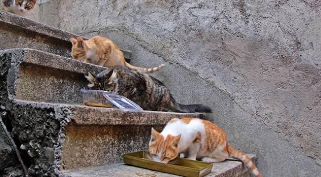 Emekli maaşıyla mahalledeki sokak kedilerine bakıyor